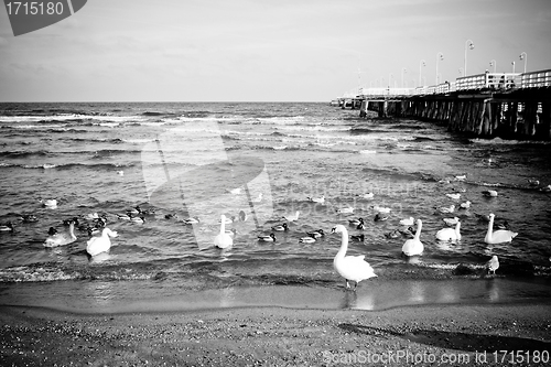 Image of birds at pier