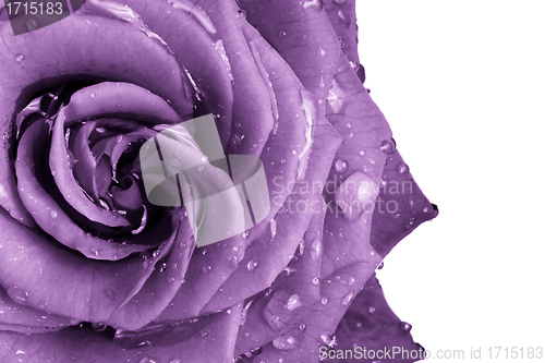 Image of violet rose