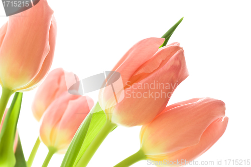 Image of orange tulips