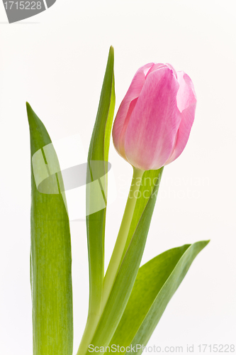 Image of pink tulips