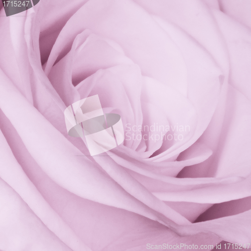 Image of violet rose close up