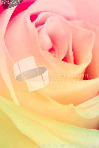 Image of multicolor rose