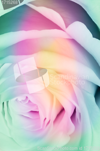 Image of multicolor rose