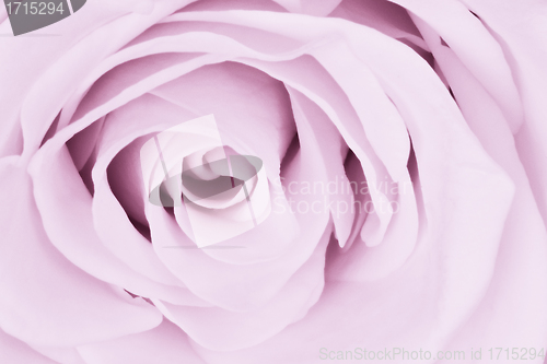 Image of violet rose close up