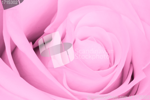 Image of pink rose close up