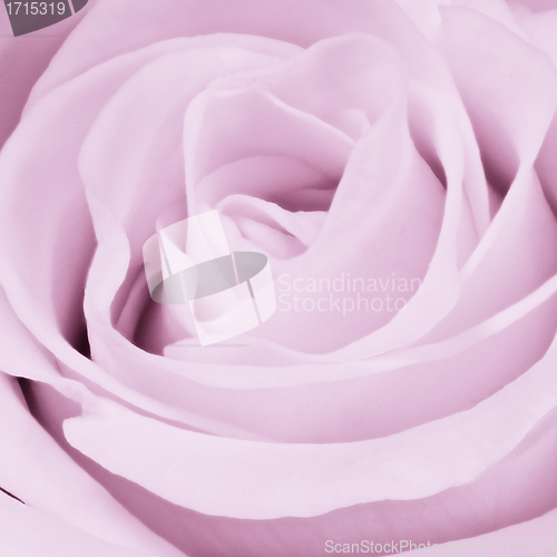 Image of violet rose close up