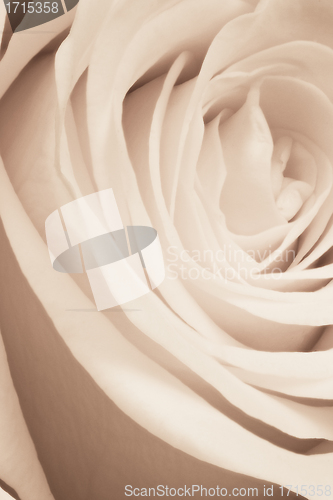 Image of white rose close up