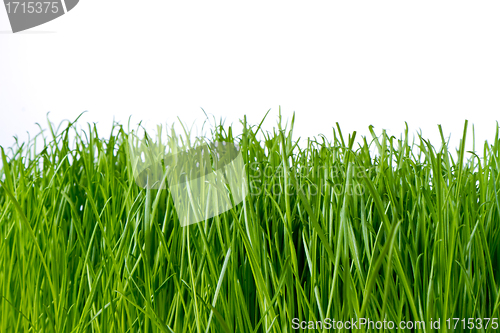 Image of green grass
