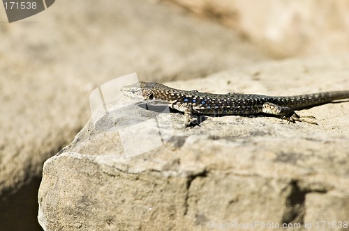 Image of The lizard