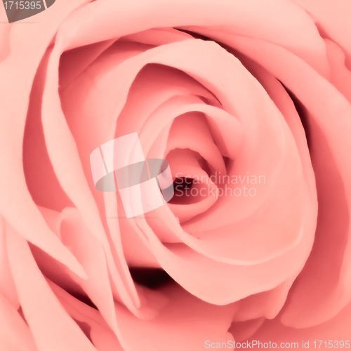 Image of pink rose close up