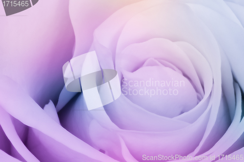 Image of multicolor rose