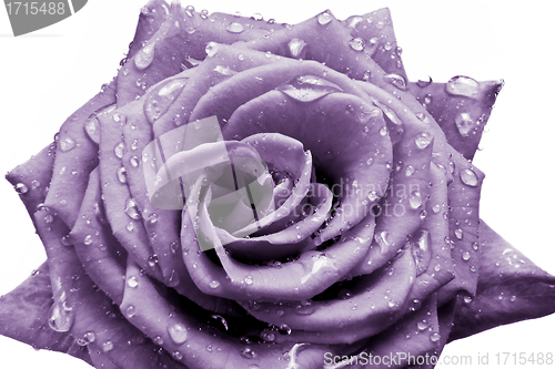 Image of violet rose