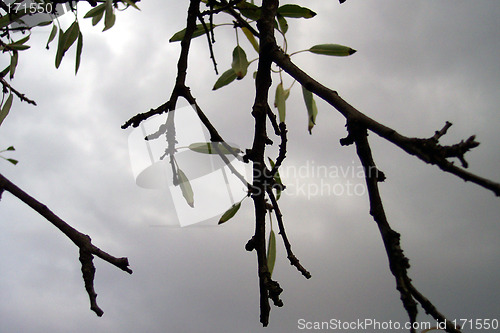 Image of almost nude tree