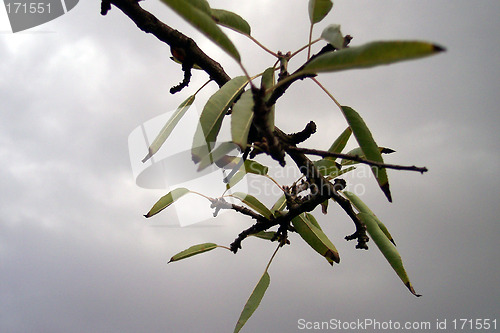 Image of few leaves