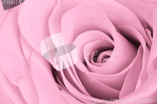 Image of pink rose close up