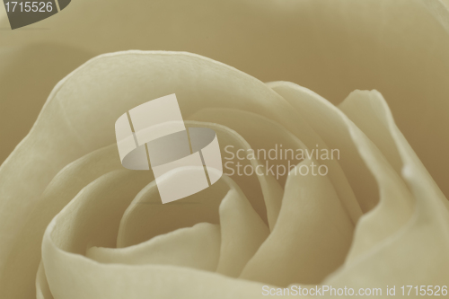 Image of white rose macro