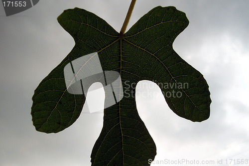 Image of fig leaf on a cloudy day