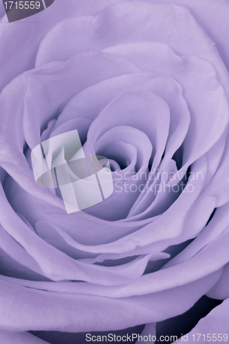 Image of violet rose close up