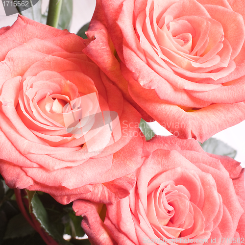 Image of rose bouquet