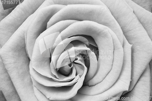 Image of white rose