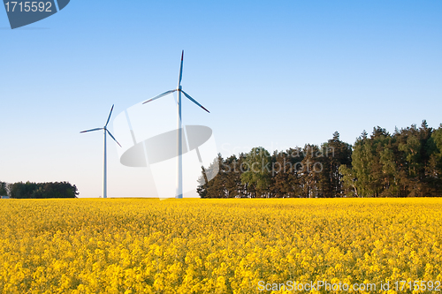 Image of windmill  farm in the rape field