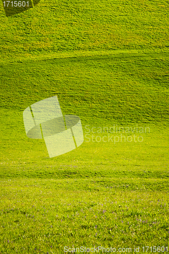 Image of green field