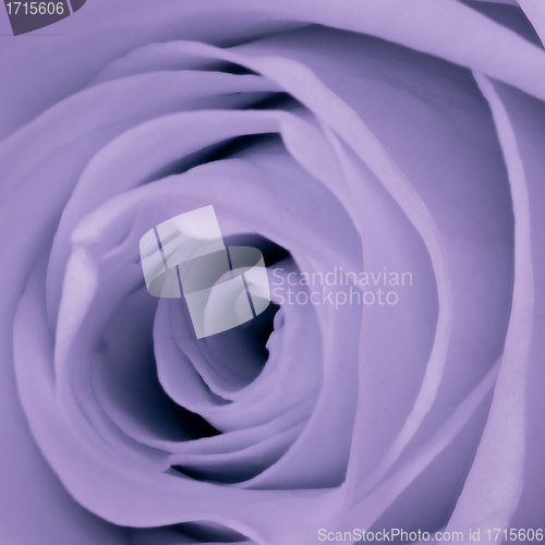 Image of violet rose close up