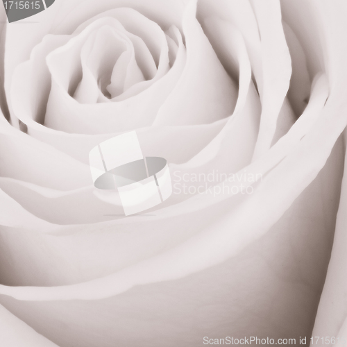Image of white rose close up