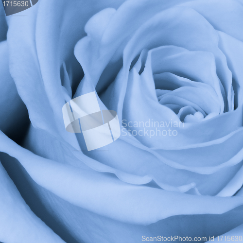 Image of blue rose close up