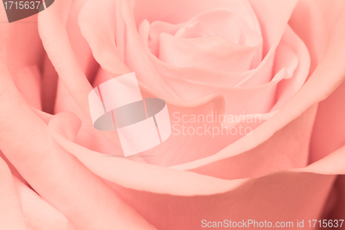 Image of pink rose close up
