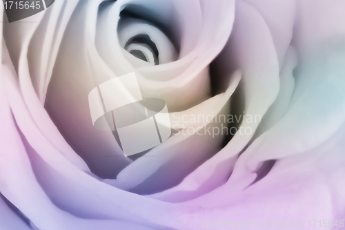 Image of multicolor rose