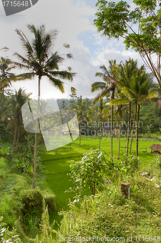 Image of rice fields in Bali, Indonesia