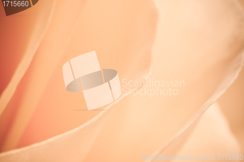 Image of orange rose macro