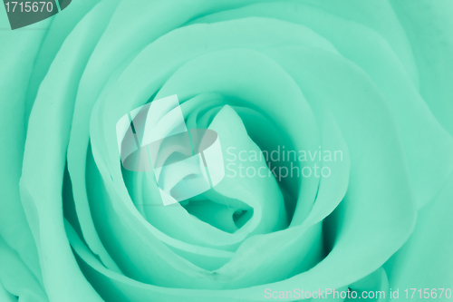 Image of green rose close up