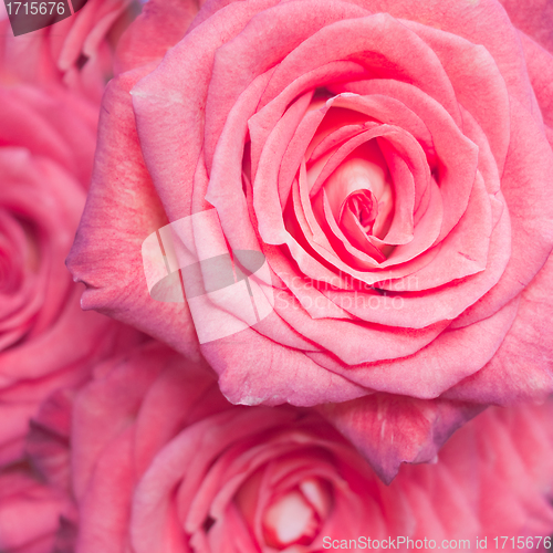 Image of rose bouquet