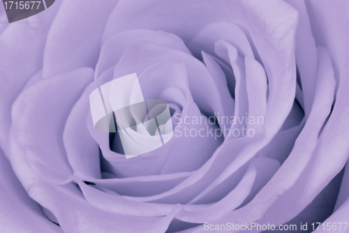 Image of violet rose close up