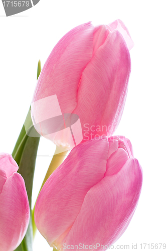 Image of pink tulips