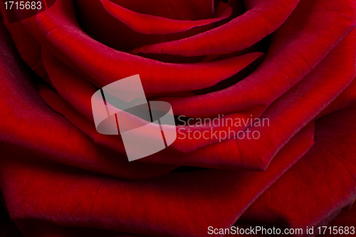 Image of red rose