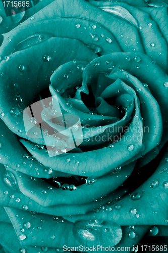 Image of rose petals