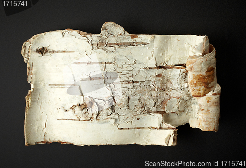 Image of Birch Bark