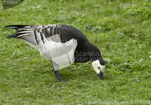 Image of Barnacle goose