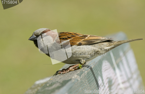 Image of House sparrow