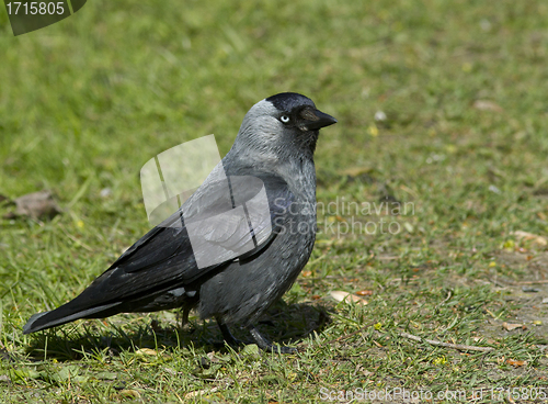 Image of Jackdaw