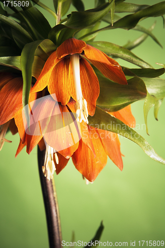 Image of lily (Fritillaria imperialis) 
