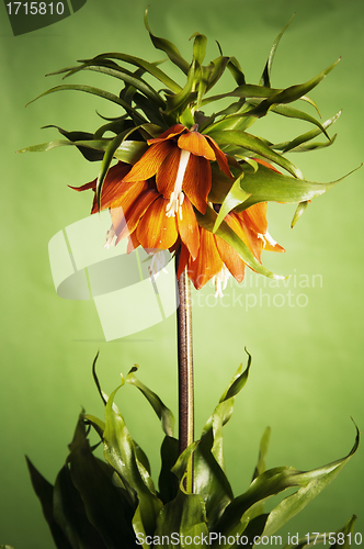 Image of lily (Fritillaria imperialis) 