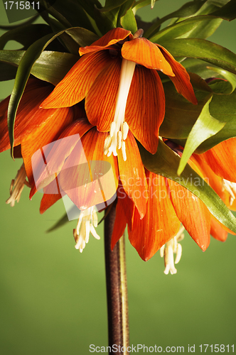 Image of lily (Fritillaria imperialis) 