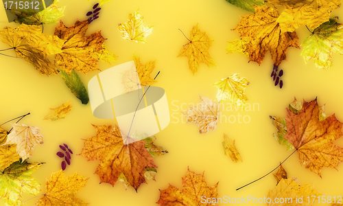Image of autumn fallen down leaves 
