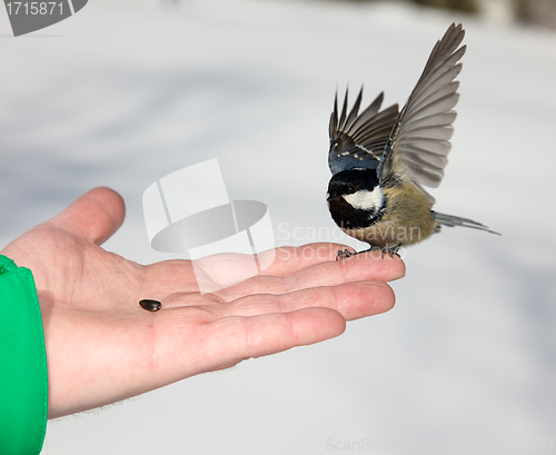 Image of Chickadee