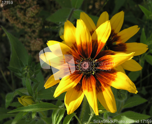 Image of Double Daisies