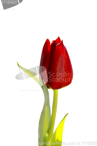 Image of Tulip